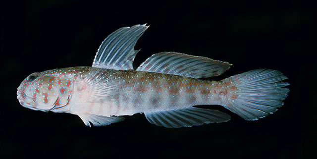 Crcae_u7.jpg