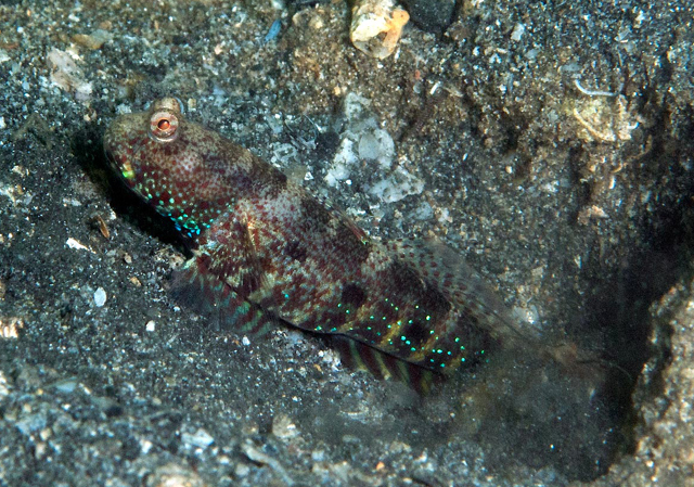 Cryptocentrus caeruleomaculatus