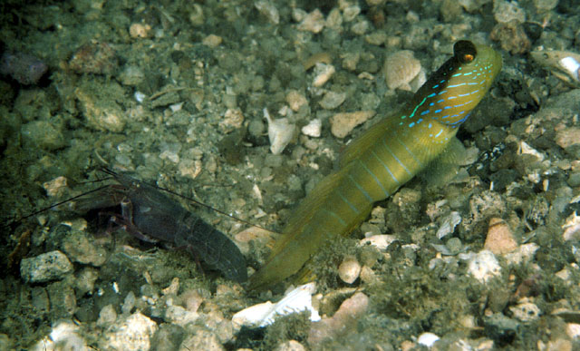 Cryptocentrus cyanotaenia