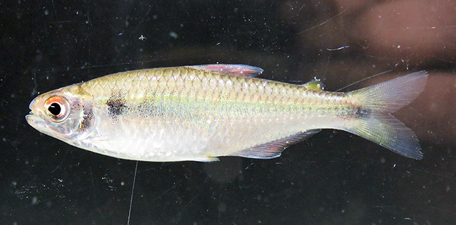Creagrutus figueiredoi