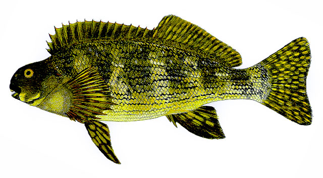 Aplodactylus lophodon