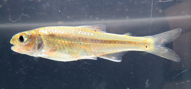 Creagrutus menezesi