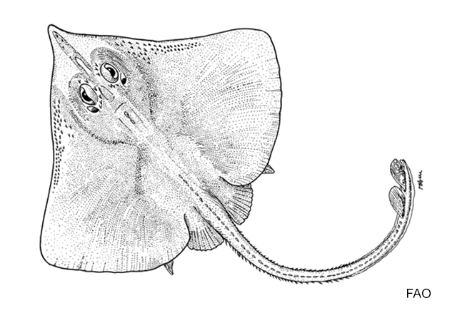 Cruriraja rugosa
