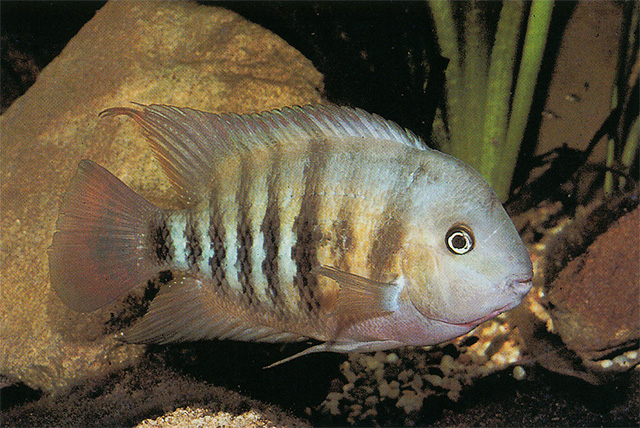 Cryptoheros spilurus