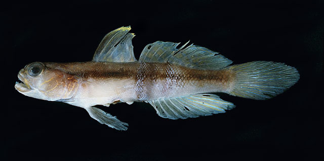 Myersina balteata