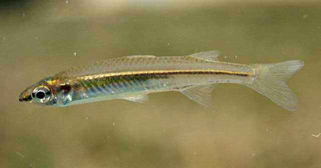 Craterocephalus stercusmuscarum
