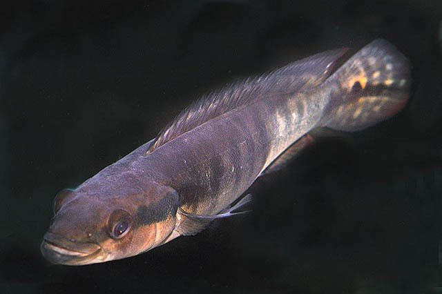 Lugubria cincta