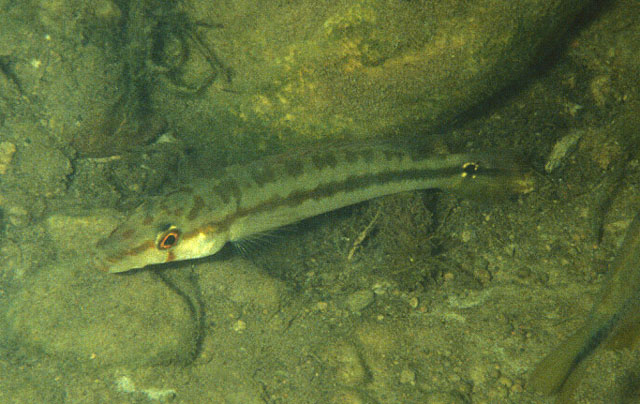 Crenicichla vittata