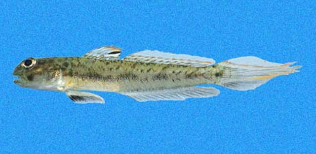 Ctenogobius manglicola