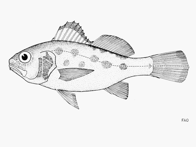 Ctenosciaena peruviana