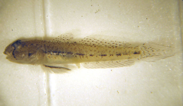Ctenogobius saepepallens