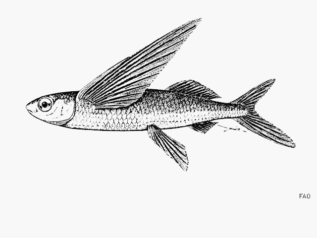 Cypselurus angusticeps
