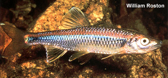Cyprinella caerulea