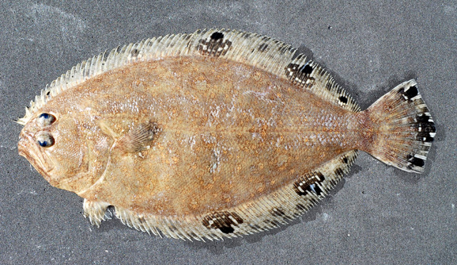 Cyclopsetta chittendeni