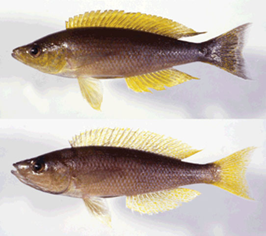 Cycol_m0.jpg
