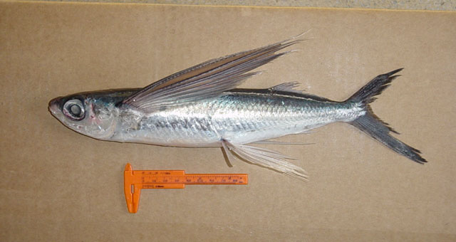 Cypselurus comatus