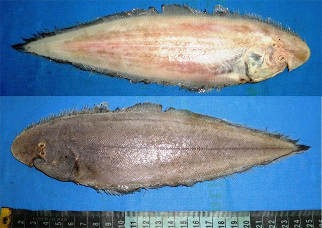 Cynoglossus dubius