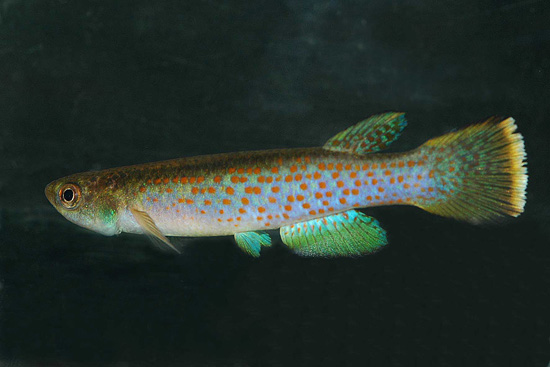 Cynodonichthys elegans