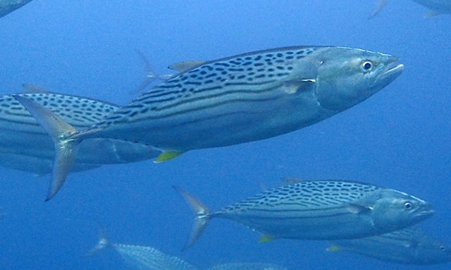 Cybiosarda elegans