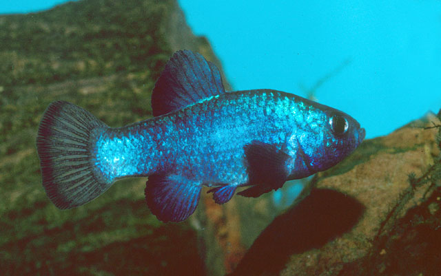 Cyere_m0.jpg
