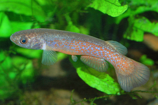 Cynodonichthys hildebrandi