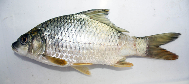 Cyprinus hyperdorsalis