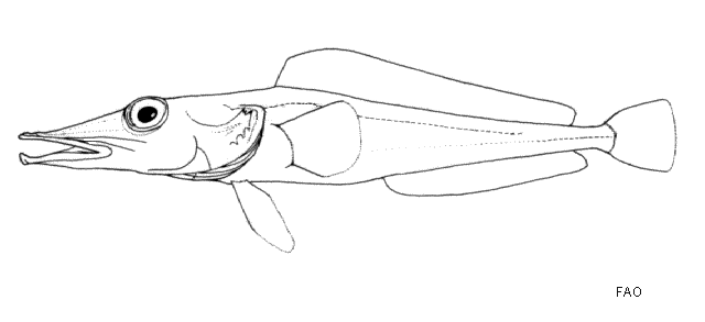 Cygnodraco mawsoni