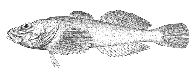 Cyphocottus megalops