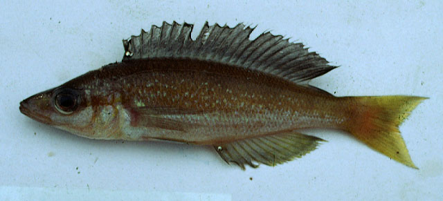 Cymic_u4.jpg