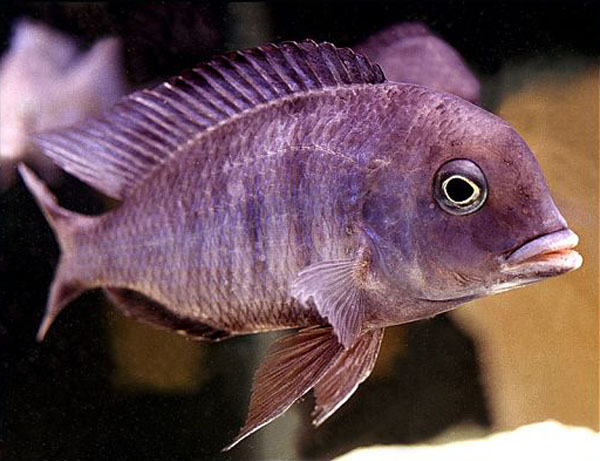 Cyrtocara moorii