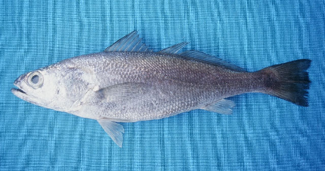 Cynoscion nortoni