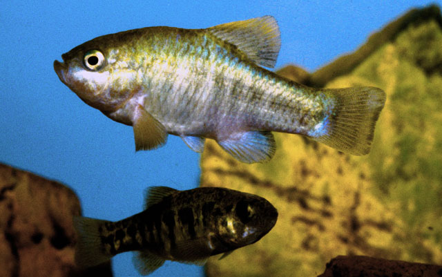 Cyprinodon radiosus