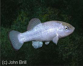 Cyprinodon salinus