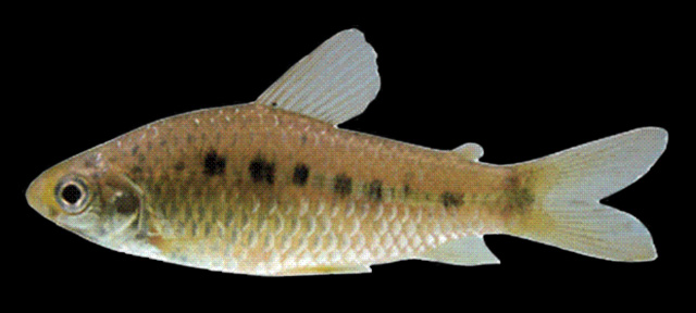 Cyphocharax vanderi