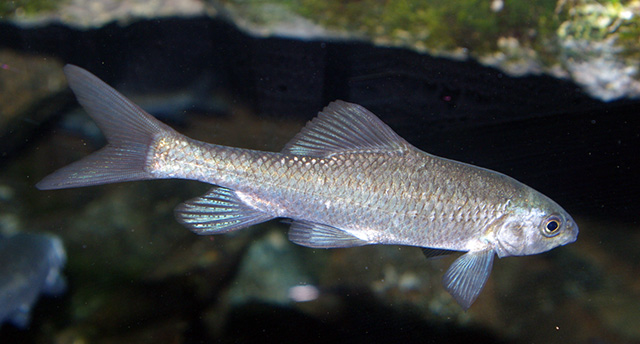 Cyprinion watsoni