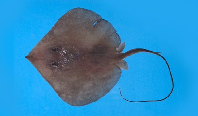 Telatrygon acutirostra