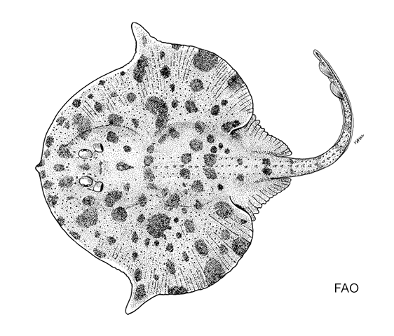 Dactylobatus armatus