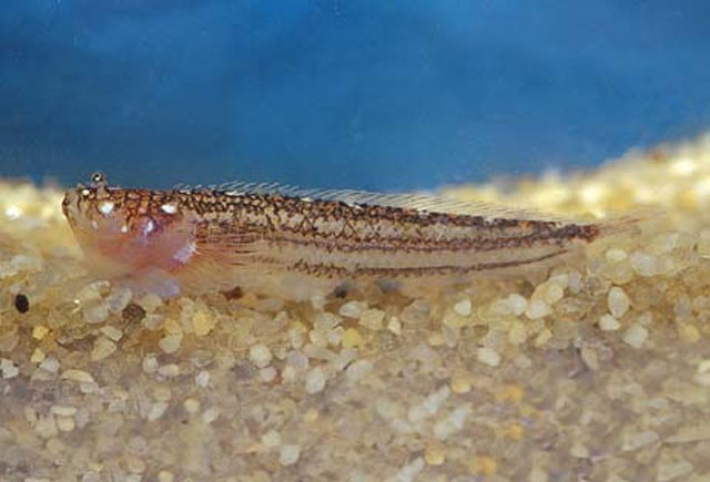 Dabye_u0.jpg