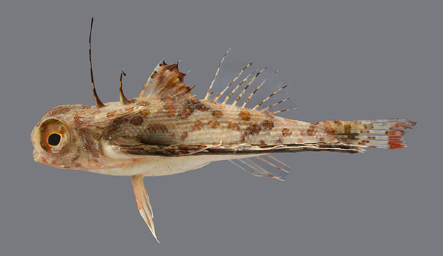 Dactyloptena gilberti