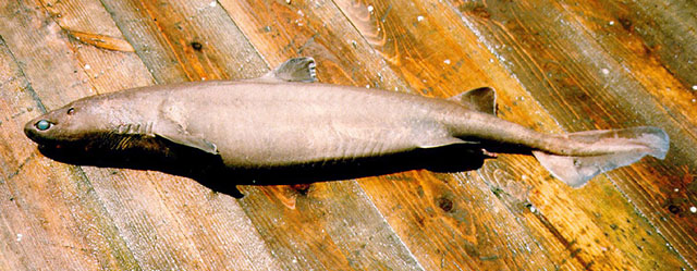 Dalatias licha