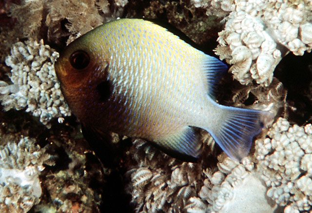 Damar_u1.jpg