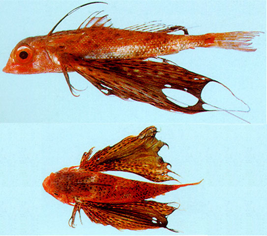 Dactyloptena peterseni