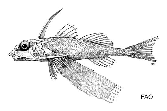 Dactyloptena tiltoni