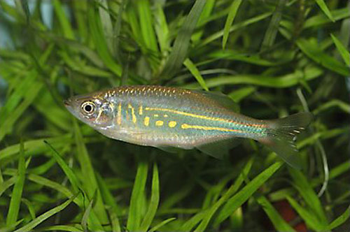 Devario aequipinnatus