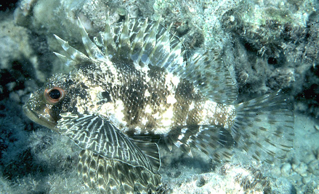 Neochirus barberi