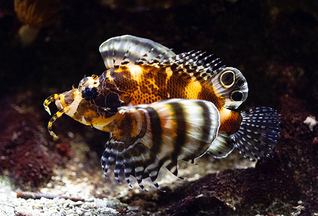Nemapterois biocellatus