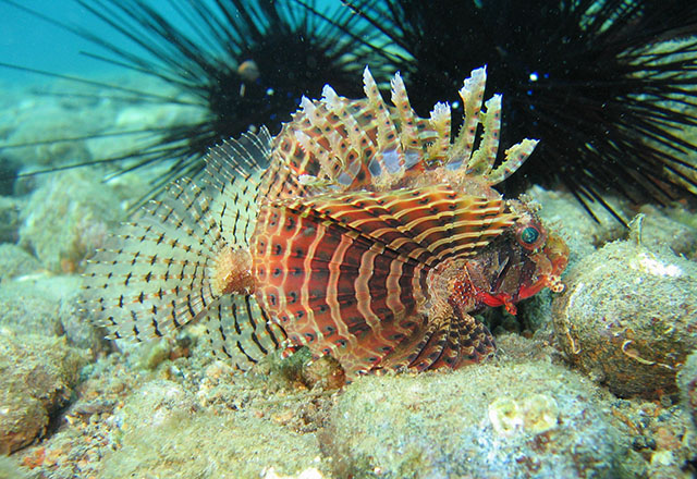 Neochirus brachyptera