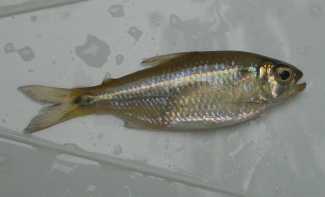 Deuterodon langei