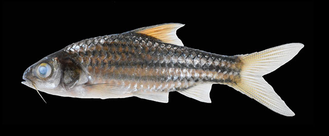 Desmopuntius mahakamensis