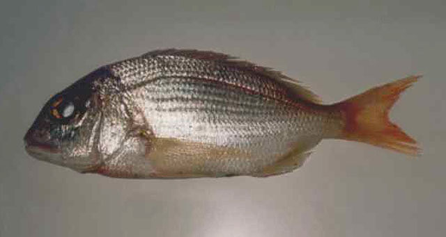 Dentex maroccanus